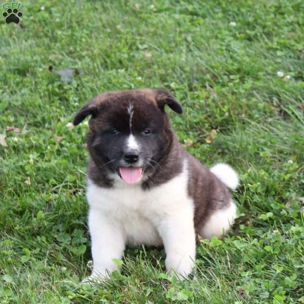 Cody, Akita Puppy